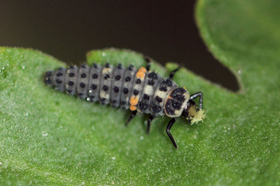 Hippodamia variegata - ciclo vitale